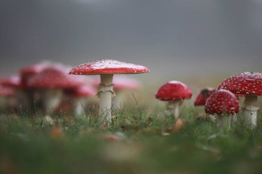 Hoogeveen, Hollanda 'da yol kenarına agarikler uçuyor.