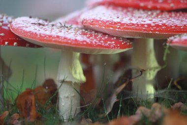 Hoogeveen, Hollanda 'da yol kenarına agarikler uçuyor.