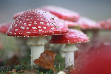 Hoogeveen, Hollanda 'da yol kenarına agarikler uçuyor.