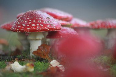 Hoogeveen, Hollanda 'da yol kenarına agarikler uçuyor.