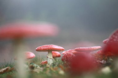 Hoogeveen, Hollanda 'da yol kenarına agarikler uçuyor.