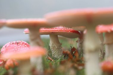 Hoogeveen, Hollanda 'da yol kenarına agarikler uçuyor.