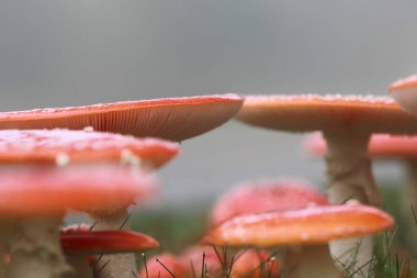 Hoogeveen, Hollanda 'da yol kenarında agarik uçuşu