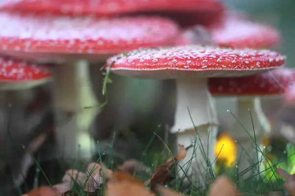 Hoogeveen, Hollanda 'da yol kenarına agarikler uçuyor.