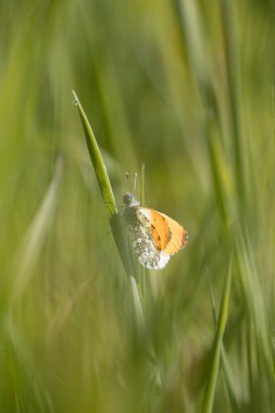 Hollanda, Wijster 'deki Oude Diep deresinin turuncu ucu.