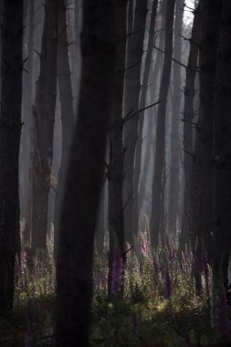 Hollanda, Dwingelderveld 'deki ormanda yüksükotu