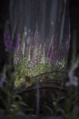 Hollanda, Dwingelderveld 'deki ormanda yüksükotu