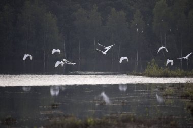 Hollanda, Dwingelderveld 'de Akbalıkçıl Uçuşu