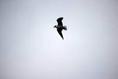 Flying black-headed gull in Dwingelderveld, Netherland clipart