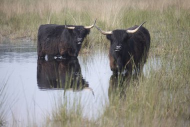 Hollanda, Pesse 'deki Boerenveensche Plassen' de serinlemek isteyen İskoç İskoçyalı.