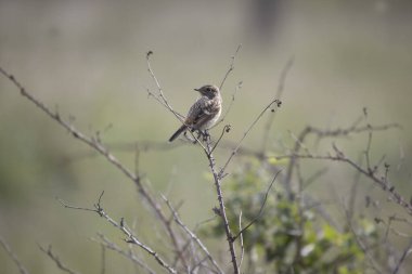 Hollanda, Pesse 'deki Boerenveensche Plassen' de bir çalılıkta genç bir taş.