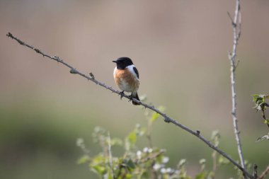 Hollanda, Pesse 'deki Boerenveensche Plassen' de bir çalılıkta taş.