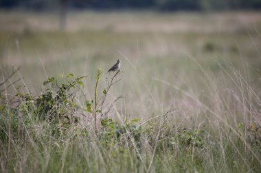 Hollanda, Pesse 'deki Boerenveensche Plassen' de bir çalılıktaki ağaç kabuğu.