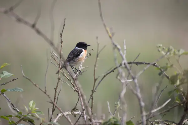 stock image Stonechat in a bush in the Boerenveensche Plassen in Pesse, the Netherland