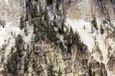 Wyoming, ABD 'deki Yellowstone' un Büyük Kanyonu 'ndaki dağ duvarındaki iğne ağaçları.