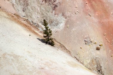 Wyoming, ABD 'deki Yellowstone Büyük Kanyonu' ndaki kozalaklı ağaçlarla kaplı dağ duvarları