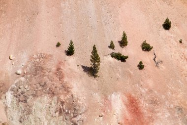 Wyoming, ABD 'deki Yellowstone Büyük Kanyonu' ndaki kozalaklı ağaçlarla kaplı dağ duvarları