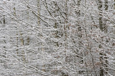 Hollanda, Echten ormanında karlı dallar