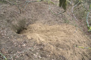 Hollanda 'da yaşayan bir porsuğun yuvasına girdi