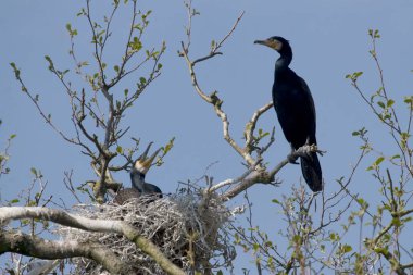 Hollanda 'daki karabatak kolonisi