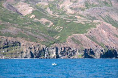 İzlanda 'da denizde yüzen balina