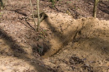 Hollanda, Drenthe 'de bir porsuğun yuvası.