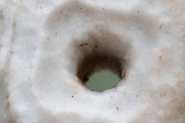 lick, Hochwildpark Rhineland-Kommern Mechernich, Almanya