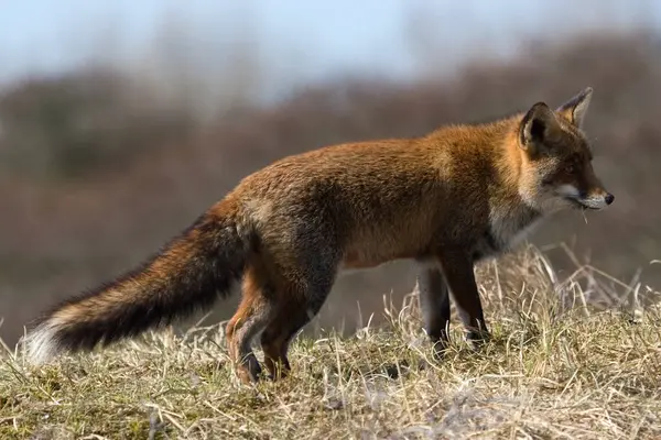 Tilki görkemli dunes içinde (awd), Hollanda