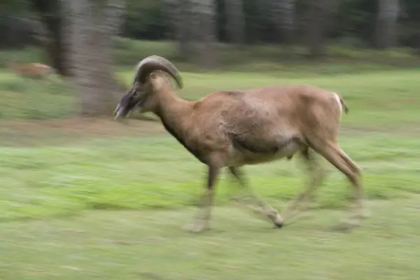 Stock image Mouflon, Hochwildpark Rhineland-Kommern Mechernich, Germany