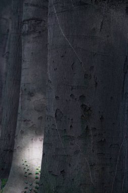 Hollanda, Arnhem 'deki Boschveld malikanesinde kayın.