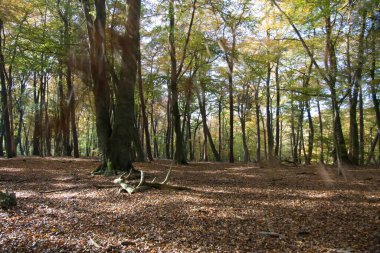 Hollanda, Arnhem 'deki Klarenbeek parkında sonbahar ormanı