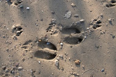 Hollanda, Arnhem 'deki Ren nehrinin kıyısında bir Avrupa yumurtası geyiğinin ayak izleri.