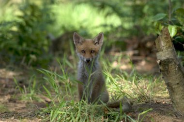 Young fox in Hoogeveen, Netherland clipart