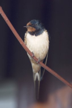 Hollanda, Drenthe 'de yut.