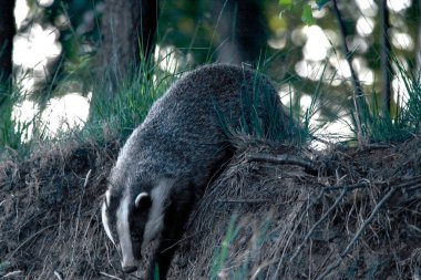 Hollanda, Drenthe 'de yetişkin porsuğu