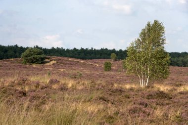Hollanda, Drenthe 'deki Heath manzarası