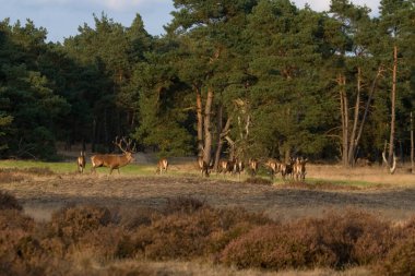 Hollanda 'daki De Hoge Veluwe Ulusal Parkı' nda çiftleşen kızıl geyik sürüsü.