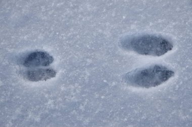Hollanda 'da karda tavşan izleri var.