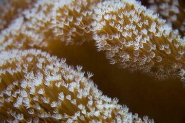 Hollanda 'da tropikal bir akvaryumda mercan.