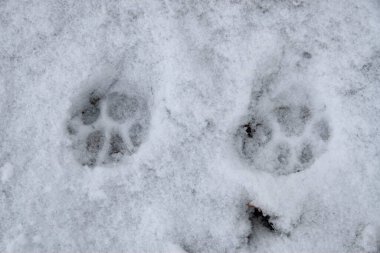 Hollanda 'da karda kedi izleri var.