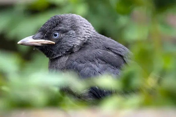 stock image Young jackdaw in Hoogeveen, Netherland