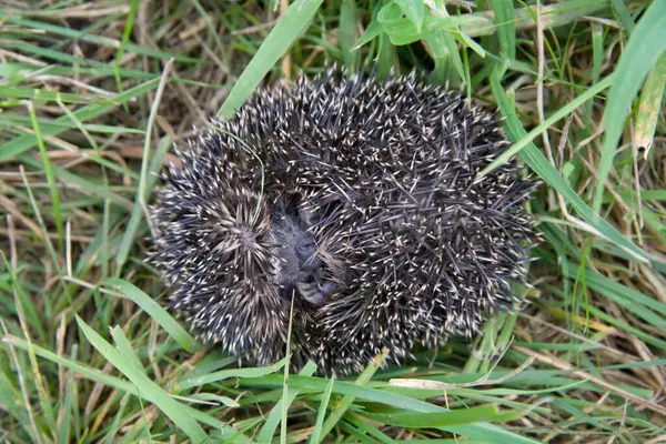 stock image Hedgehog rolls itself in danger in the grass, Netherlands