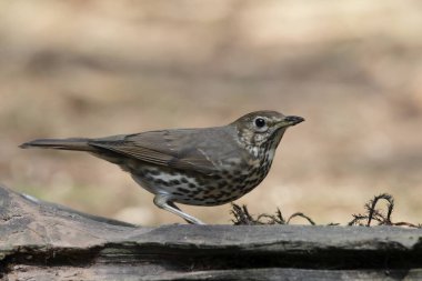 kadın siyah kuş ormanda, Hollanda