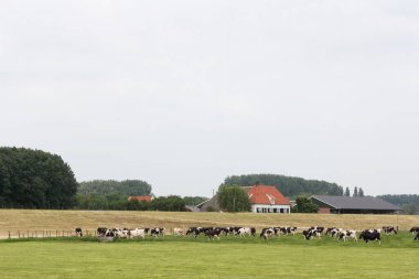 Arnhem, Hollanda 'da koyun yarışı