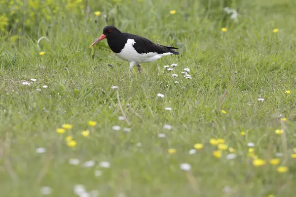 stock image Oystercatcher in pasture, Netherlands