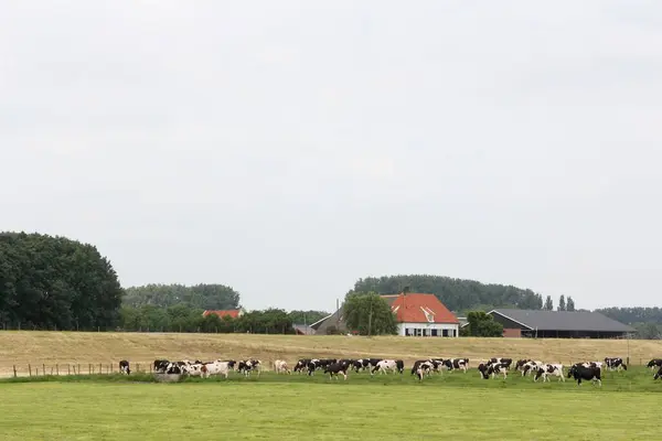 stock image Sheep dike in Arnhem, Netherlands