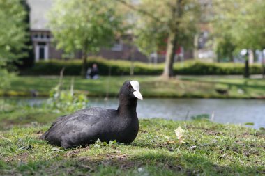 Hollanda, Arnhem 'deki Klarenbeek Parkı' nda coot.