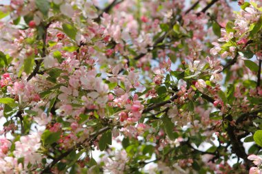 Hollanda, Arnhem 'de elma çiçeği