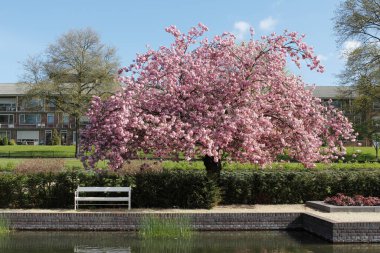 Hollanda, Arnhem 'deki Klarenbeek Parkında kiraz çiçeği