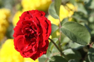 Kapadokya, Türkiye - 10 Eylül 2007